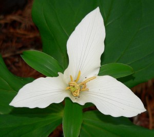 Trillium_ovatum_ssp_ovatum_2